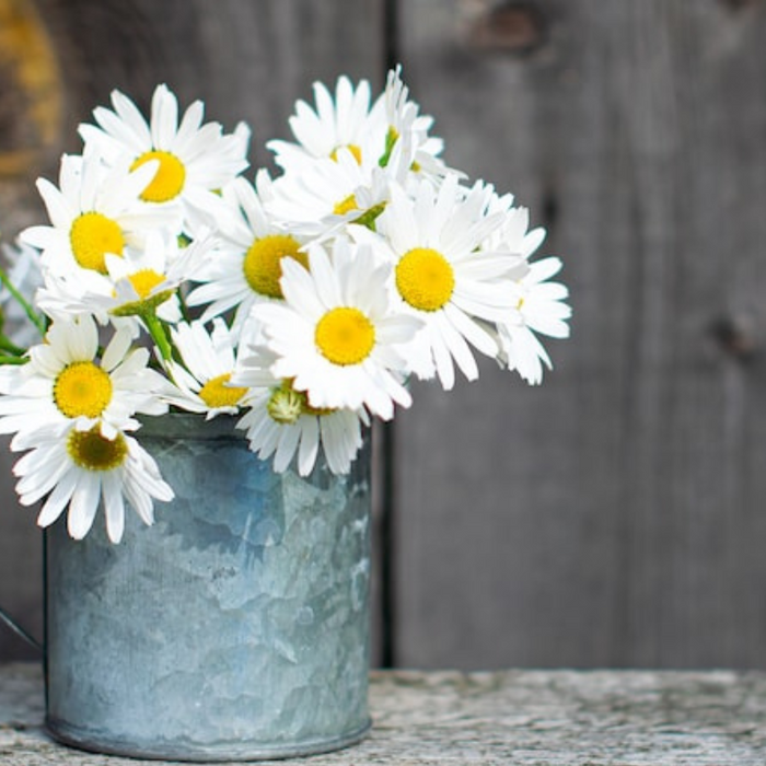 Dwarf Shasta Daisy Flower Seeds - Heirloom, Perennial, Edible Flowers, Container Garden, Cottage Garden, Non GMO