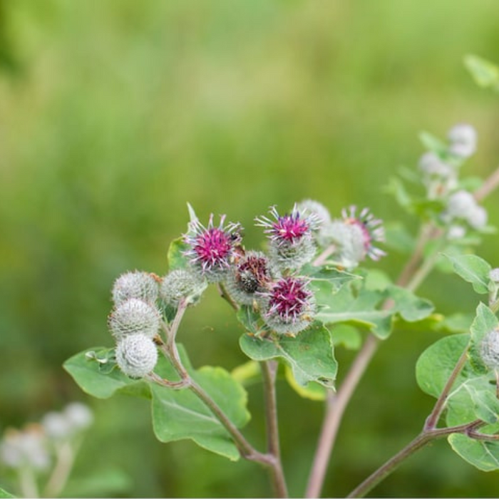 Heirloom Burdock Seeds - Culinary Herb, Baby Greens, Non-GMO