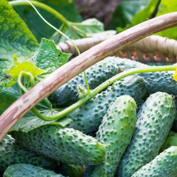 Cucumber Heirloom Seeds - Open Pollinated, Non-GMO