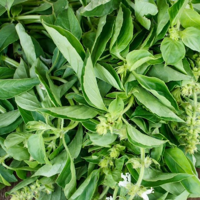 Lemon Basil Heirloom Herb Seeds - Non-GMO, Open Pollinated, Culinary Herb