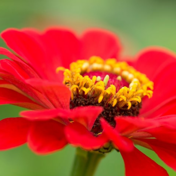 Zinnia Meteor Heirloom Seeds, Flower Seeds, Red Flower, Butterfly Garden, Cut flowers, Hummingbird Garden