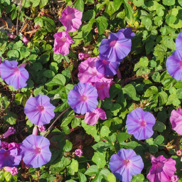 Morning Glory Mix Flower Seeds - Heirloom, Vining, Bee Friendly, Butterfly Garden, Hummingbird Garden, Open Pollinated