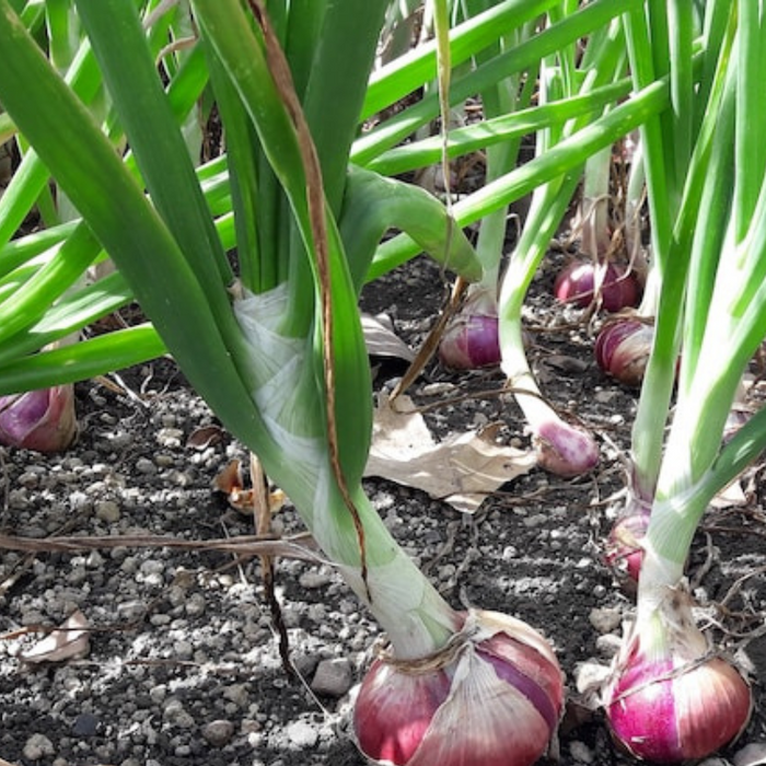 Red Creole Onion Heirloom Seeds - Short Day, Open Pollinated, Non-GMO