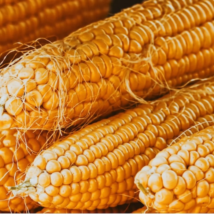 Dynamite Popcorn Seeds - Heirloom Seeds, Sunburst Popcorn, T.N.T. Popcorn, Open Pollinated, Non GMO