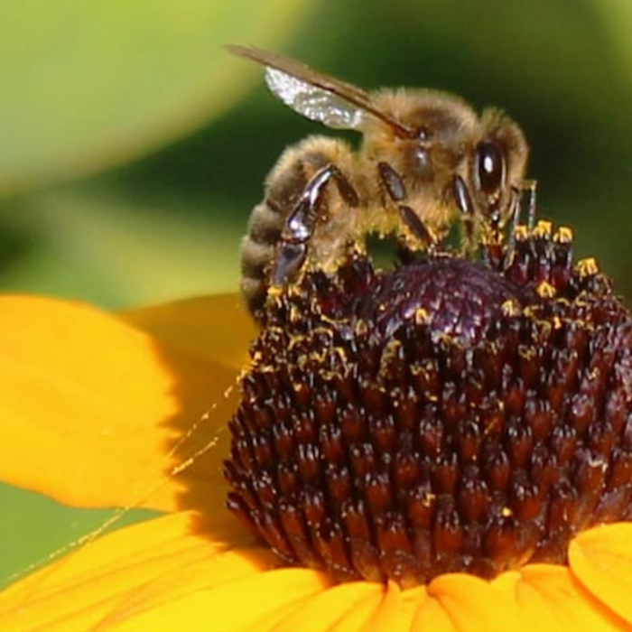 Honey Bee Mix Heirloom Seeds, Flower Seeds, Wildflower