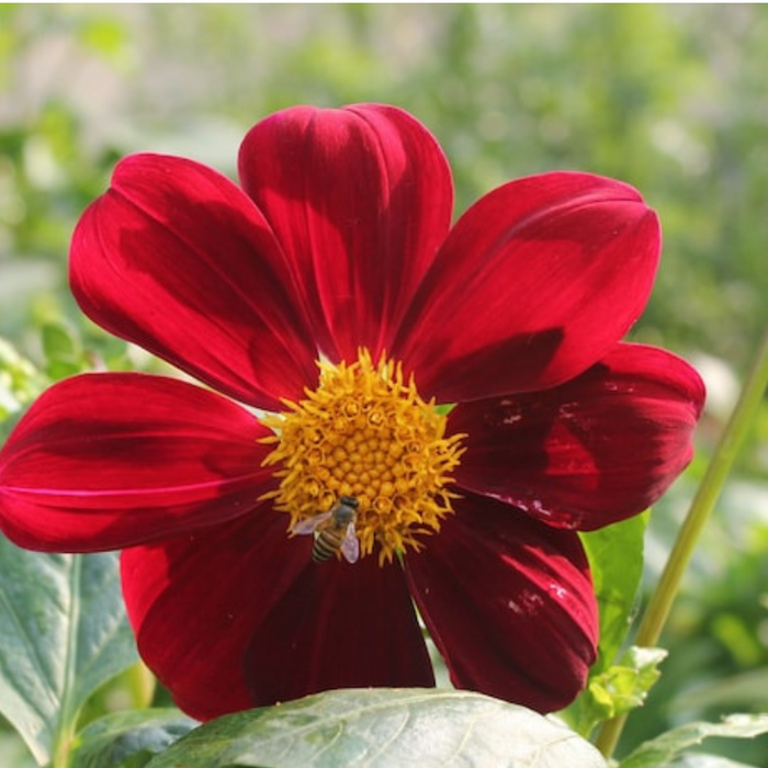 Dahlia Dwarf Single Mix Flower Seeds - Heirloom Seeds, Flower Garden, Open Pollinated, Non-GMO