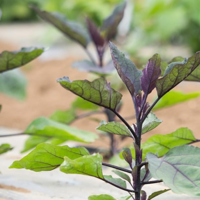 Black Beauty Eggplant Heirloom Seeds - Imperial Black Beauty, High Yield, Container Garden, Community Garden, Open Pollinated, Non-GMO