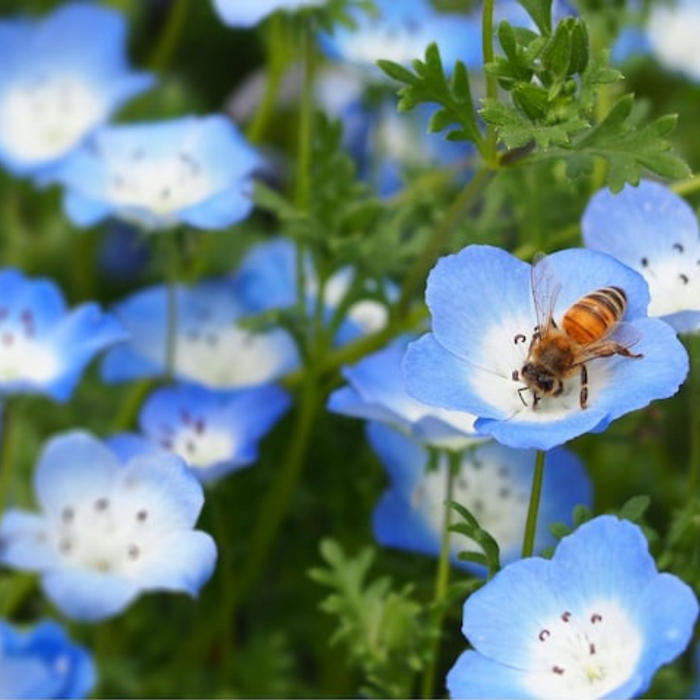 Honey Bee Mix Heirloom Seeds, Flower Seeds, Wildflower