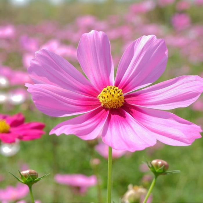 Cosmos, Daydream Heirloom Flower Seeds - Cut Flowers, Pollinator Friendly, Butterfly Garden, Non-GMO