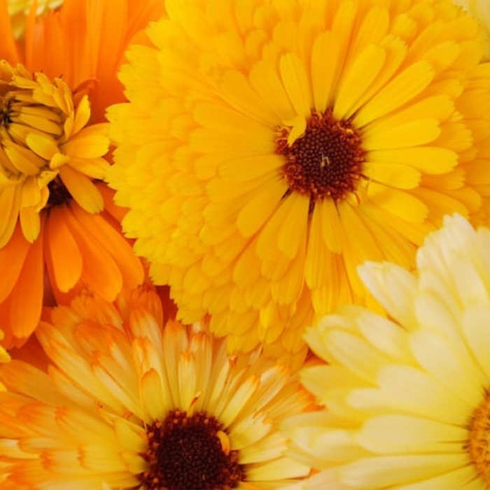 Calendula Officinalis, Fiesta Gitana Heirloom Seeds, Flower Seeds