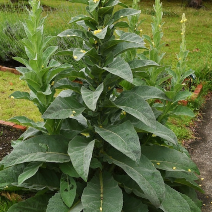 Mullein Seeds, Common - Heirloom Seeds, Herbal Tea, Verbascum Thapsus, Non-GMO