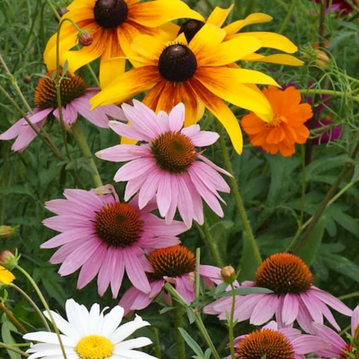 Mixed Flower Seeds – Heirloom Wildflower Seeds, Non-GMO