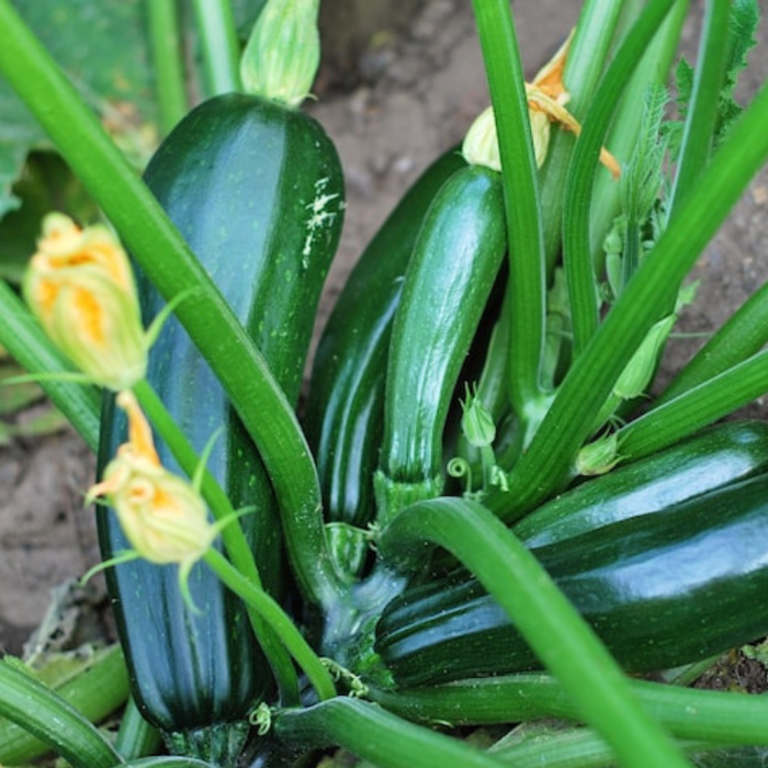 Black Beauty Zucchini Summer Squash Heirloom Seeds - Zucchini Bread, Open Pollinated, Non-GMO