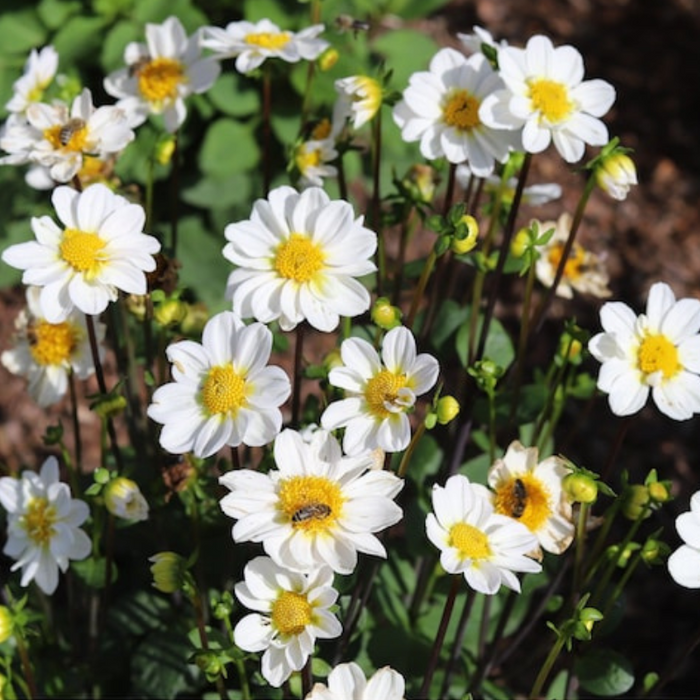 Dahlia Dwarf Single Mix Flower Seeds - Heirloom Seeds, Flower Garden, Open Pollinated, Non-GMO