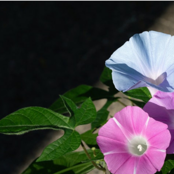 Morning Glory Mix Flower Seeds - Heirloom, Vining, Bee Friendly, Butterfly Garden, Hummingbird Garden, Open Pollinated