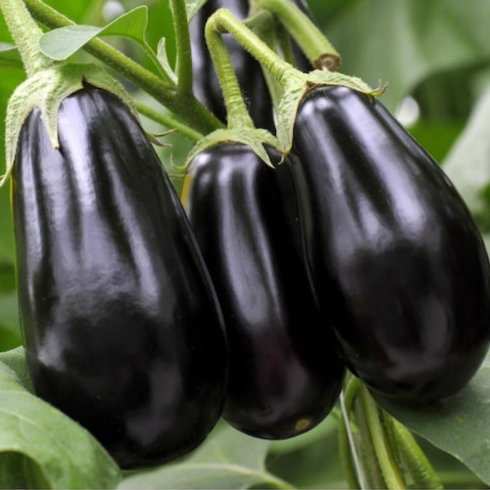 Black Beauty Eggplant Heirloom Seeds - Imperial Black Beauty, High Yield, Container Garden, Community Garden, Open Pollinated, Non-GMO