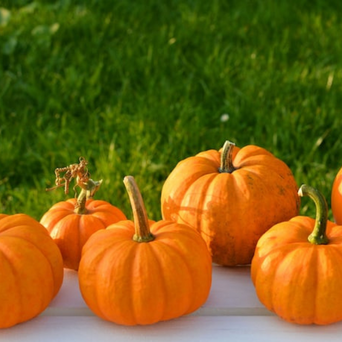 Jack Be Little Pumpkin Seeds - Heirloom Seeds, Decorative Pumpkin, Dwarf Pumpkin, Easy to Grow, Open Pollinated, Non-GMO