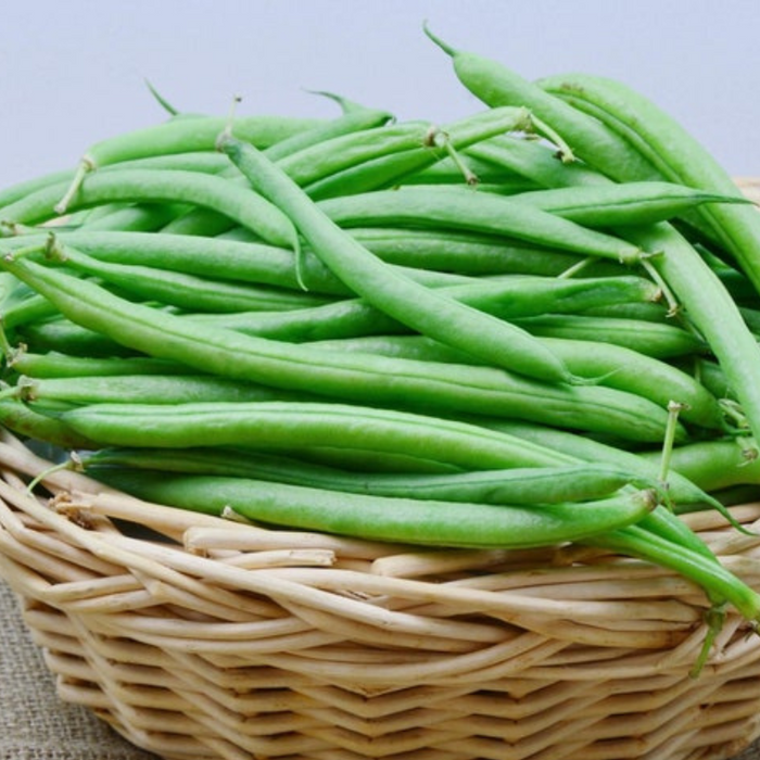 Bush Bean Heirloom Seeds - Open Pollinated, Easy To Grow, Untreated, Non-GMO