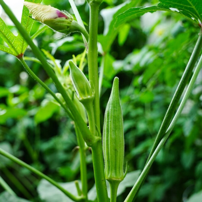 Clemson Spineless Okra Seeds - Heirloom Seeds, Hibiscus Seeds, Gumbo, Edible Landscaping, Open Pollinated, Non-GMO