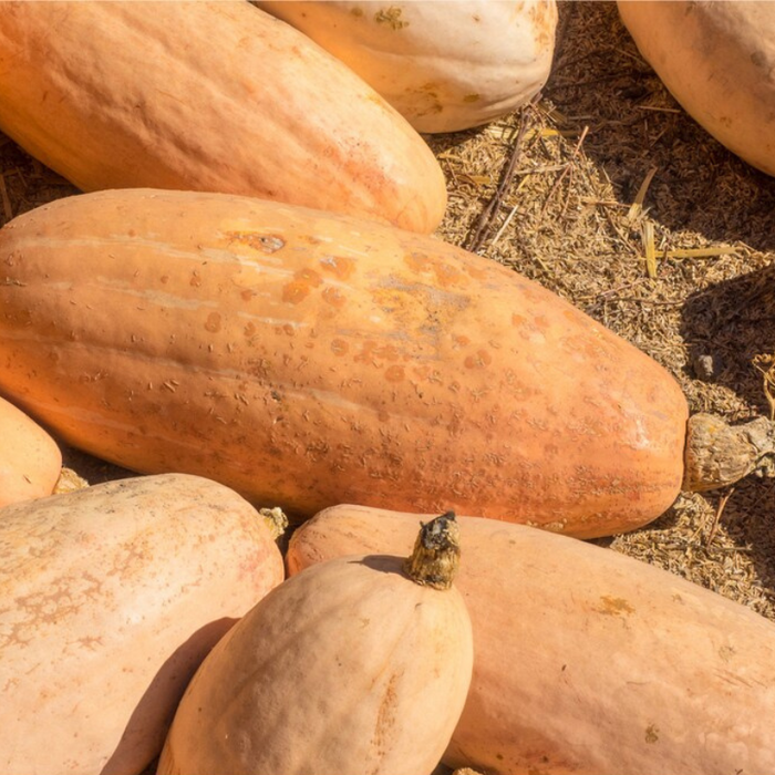 Pink Banana Winter Squash Seeds - Heirloom Seeds, Giant Butternut Squash, Summer Squash, Open Pollinated, Non-GMO