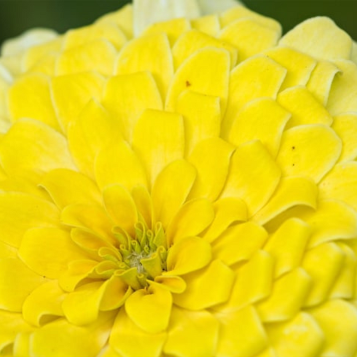 Zinnia, Isabellina Heirloom Flower Seeds - Buttery Yellow, Cut flowers, Non-GMO, Open Pollinated