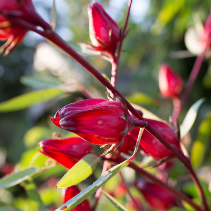 Asian Sour Leaf Roselle Seeds - Red Hibiscus, Heirloom Seeds, Edible Flower, Non-GMO