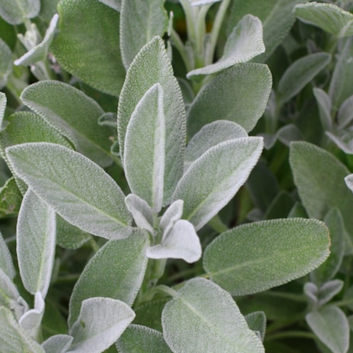 Sage, Broadleaf Heirloom Herb Seeds - Non-GMO, Open Pollinated, Culinary Herb