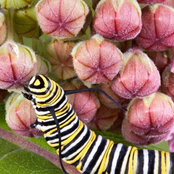 Milkweed, Asclepias Syriaca, Common Milkweed Seeds, Heirloom, Native, Flower Seeds