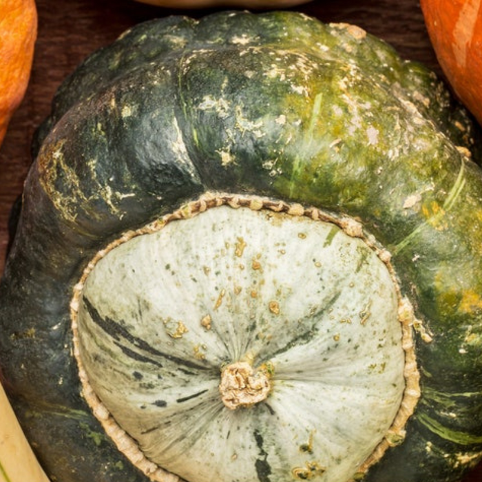 Burgess Buttercup Winter Squash Seeds - Heirloom Seeds, Prized Dessert Squash, Stringless, Vining, Open Pollinated, Non-GMO