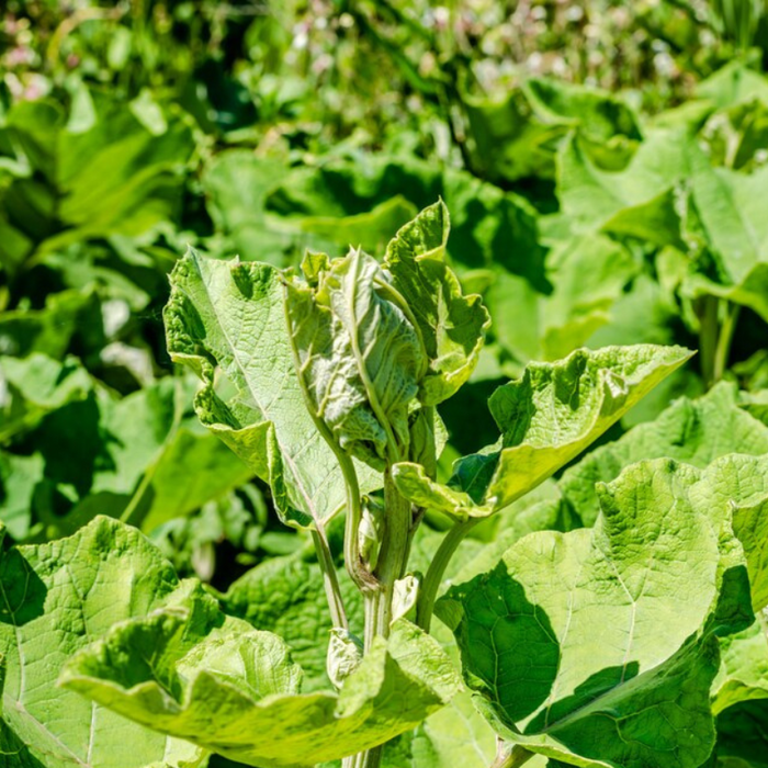 Ha Gobo Burdock Seeds - Asian Vegetable, Great Burdock, Non-GMO