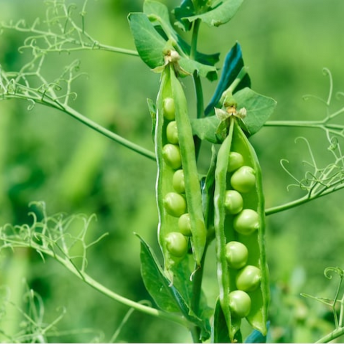 Wando Garden Pea Seeds - Heirloom Seeds, Heat Tolerant, High Yield, Open Pollinated, Non-GMO