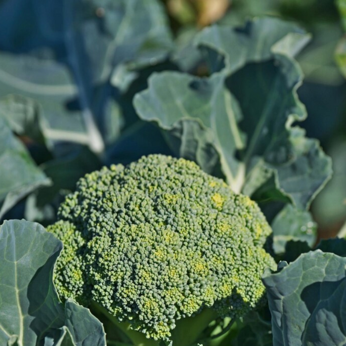 Waltham 29 Broccoli Heirloom Seeds