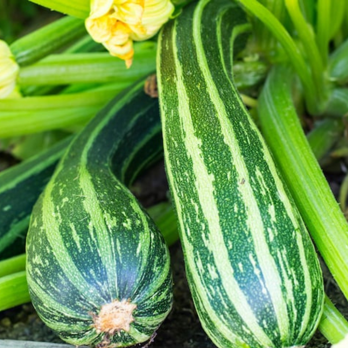 Cocozelle Summer Squash Zucchini Heirloom Seeds
