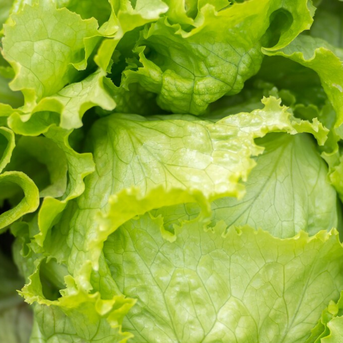 Iceberg Lettuce Heirloom Seeds - Slow Bolt, Heat Tolerant, Head Lettuce, Non-GMO, Open Pollinated, Seed Packets