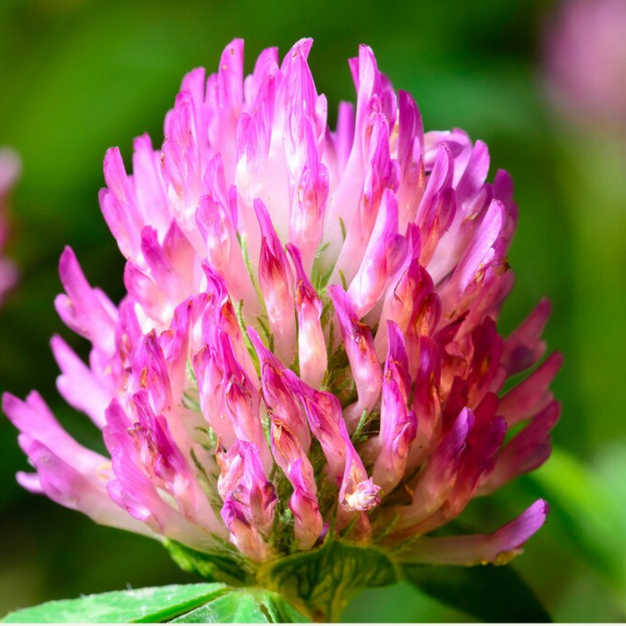 Red Clover Heirloom Seeds - Over 5000 Seeds, Sprouting Seeds, Microgreens, Juicing, Cover Crop, Open Pollinated, Non-GMO