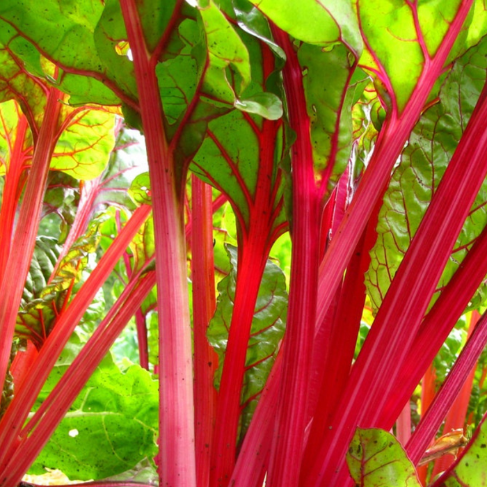 Magenta Sunset Swiss Chard Seeds - Heirloom Seeds, High Yield, Edible Landscaping, Spinach Substitute, Open Pollinated, Non-GMO