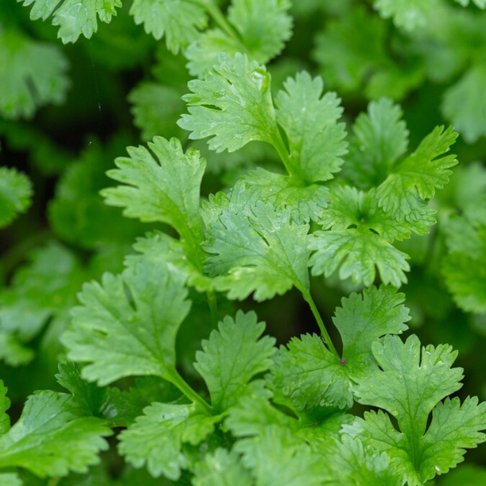 Leisure Cilantro Seeds - Coriander Seeds, Heirloom Seeds, Culinary Herb Seeds, Slow-Bolting, Open Pollinated, Non-GMO