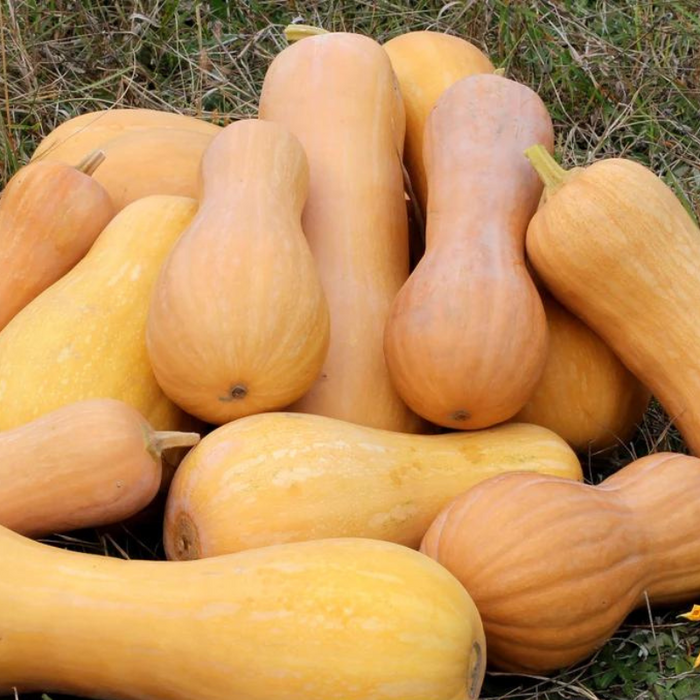 Waltham Butternut Winter Squash Heirloom Seeds