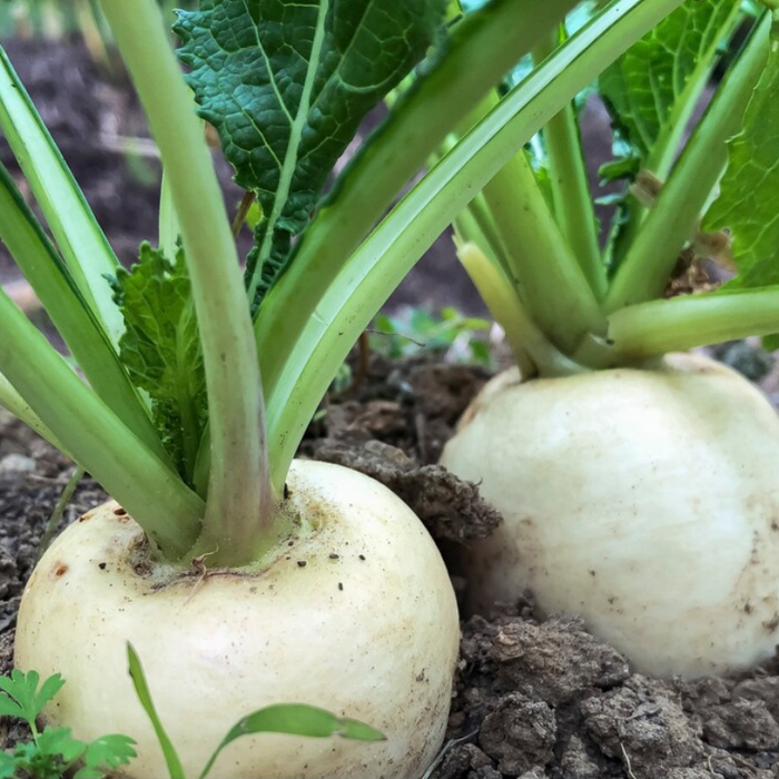 Shogoin Japanese Turnip Heirloom Seeds