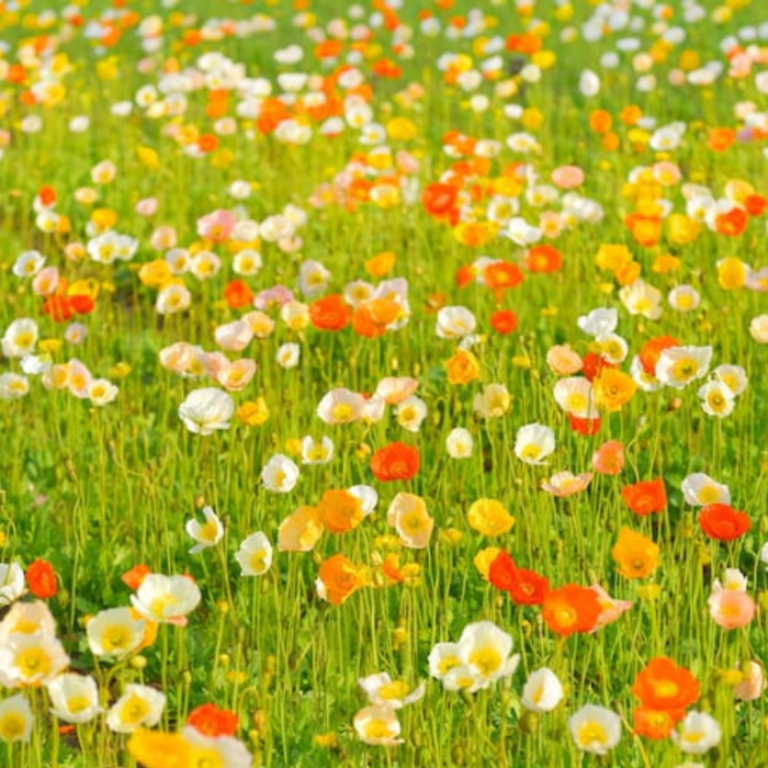 Poppy Heirloom Seeds - Flower Seeds, Cool Weather Seeds, Flowers, Flower Mix, Pastel Flowers