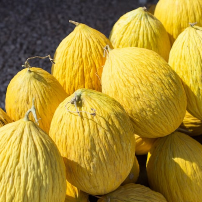 Golden Casaba Melon Seeds - Heirloom Seeds, White Flesh, Yellow Fruit Seeds, Open Pollinated, Non-GMO