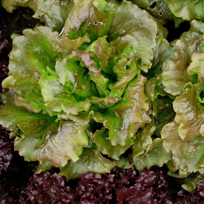 Prizehead Leaf Lettuce Seeds - Heirloom Seeds, Leaf Lettuce Seeds, Slow Bolt, Broad Leaf, Cool Season Lettuce, Open Pollinated, Non-GMO