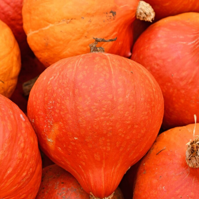 Red Kuri Japanese Winter Squash Heirloom Seeds - Teardrop, Striped, Smooth, Nutty Flavor, Open Pollinated, Non-GMO