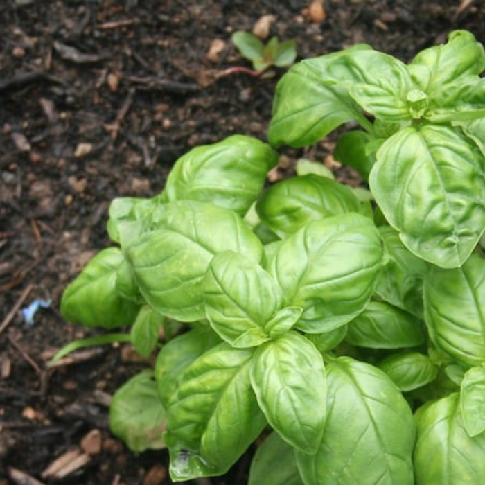 Large Leaf Basil Heirloom Herb Seeds - Non-GMO, Open Pollinated, Culinary Herb