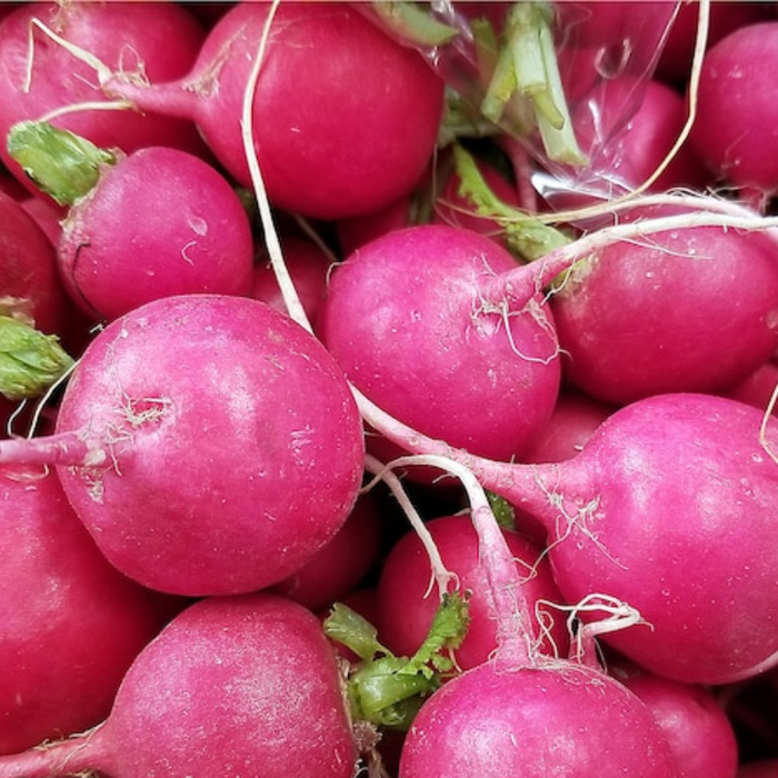 Pink Radish Seeds - Heirloom Seeds, Root Vegetables, Spring & Fall Garden, Salad Greens, Microgreens, Sprouting Seeds, Non-GMO