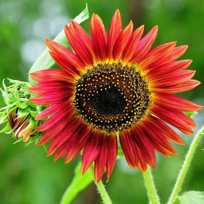 Autumn Beauty Sunflower Seeds - Heirloom Seeds, Seed Packets, Flower S ...