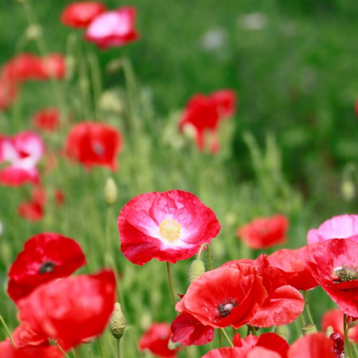 Mixed Corn Poppy, Heirloom Seeds - Flower Seeds, Flowers, Flower Mix, Remembrance, Common Poppy