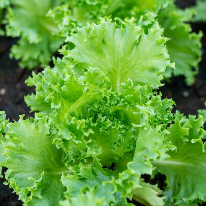 Green Ice Lettuce Heirloom Seeds - Summer Lettuce, Slow Bolting, Heat Tolerant, Open Pollinated, Non-GMO