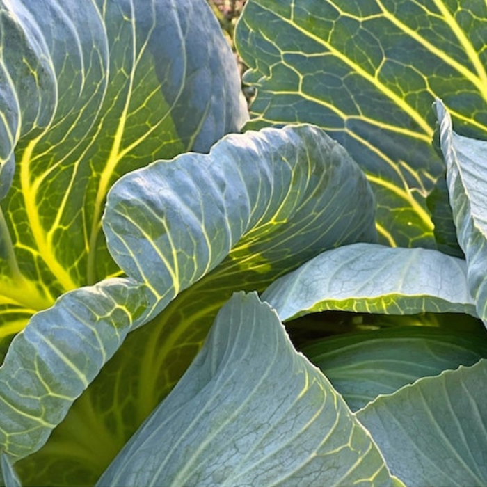 Golden Acre Cabbage Heirloom Seeds