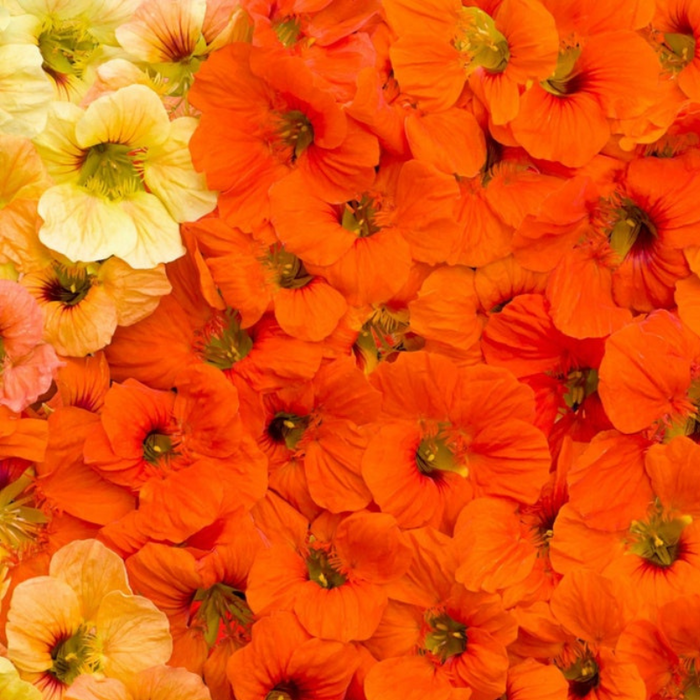 Nasturtium Jewel Mix Flower Seeds - Dwarf Heirloom, Edible Flower, Salad Garden, Open Pollinated